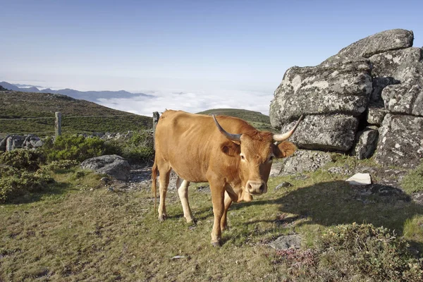 Vaca Raza Barrosan Autóctona Semi Salvaje Alta Montaña Del Norte —  Fotos de Stock