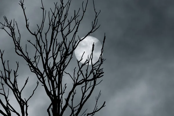 曇り満月の夜空を背景にバックライト付き枝 — ストック写真