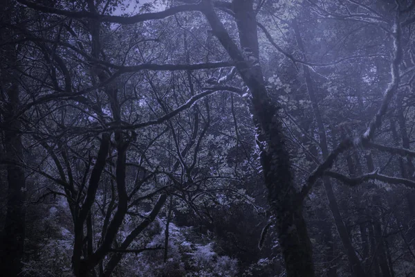 Derin Işığının Aydınlattığı Bir Ormanda — Stok fotoğraf