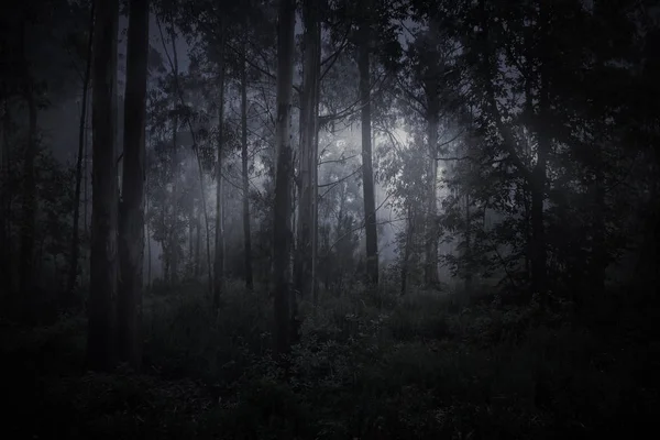 Lumière Magique Dans Une Forêt Brumeuse — Photo