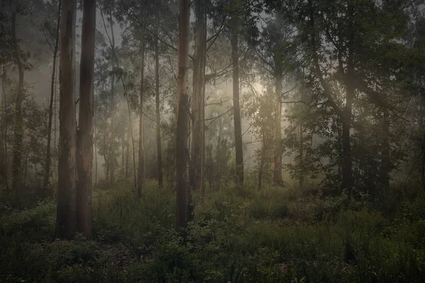 雾林中的魔光 — 图库照片