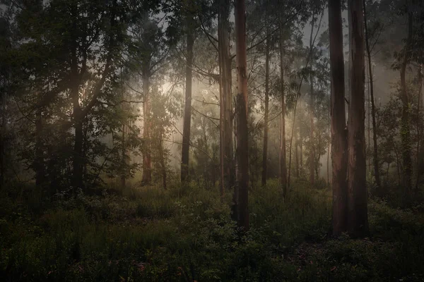 Чарівне Світло Туманному Лісі — стокове фото