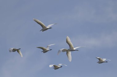 Sığır balıkçıl uçuşta, kuzeyinde Portekiz sürüsü