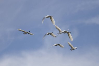 Sığır balıkçıl uçuşta, kuzeyinde Portekiz sürüsü