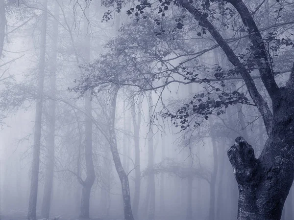 Туманний Ліс Аналог 120 Фільм Тонований Синій — стокове фото