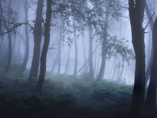 Hegyi Ködös Erdőben Észak Portugáliában Analóg 120 Diafilm — Stock Fotó