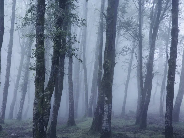 Berg Mistige Bos Het Noorden Van Portugal Analoog 120 Diafilm — Stockfoto