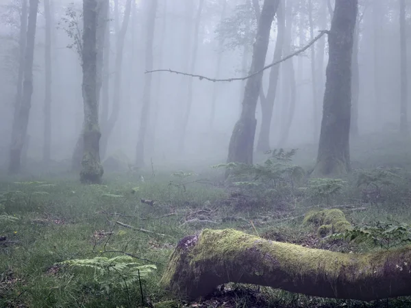 ポルトガルの北から山霧深い森の中 アナログ 120 スライド フィルム — ストック写真