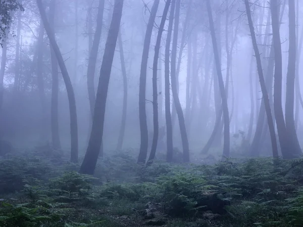 Mountain Foggy Woods North Portugal Analog 120 Slide Film — Stock Photo, Image