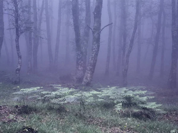 奥深くに前景にシダと山霧の森 アナログ 120 スライド フィルム — ストック写真