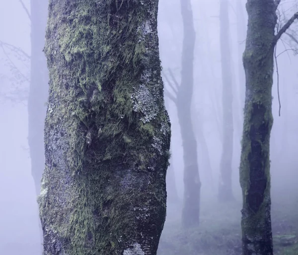 霧の神秘的な森 前景の木の幹に焦点を当てます アナログ 120 スライド フィルム — ストック写真