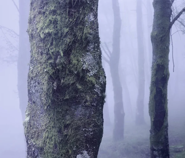 Mistige Mysterieuze Bos Focus Voorgrond Boomstam Analoog 120 Diafilm — Stockfoto