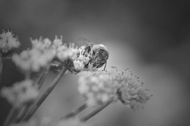 Makro vahşi beyaz çiçeklerden polen emme bir arı. Dönüştürülen siyah ve beyaz.