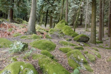 Yüksek dağ kayalar görmek yaz Portekiz kuzeyde içinde Milli Parkı, Peneda-Geres ormanda yosun kaplı.
