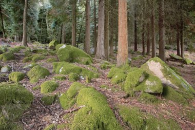 Yüksek dağ kayalar görmek yaz Portekiz kuzeyde içinde Milli Parkı, Peneda-Geres ormanda yosun kaplı.