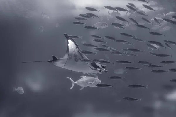Raio Mar Mong Outros Peixes Azul Tonificado — Fotografia de Stock
