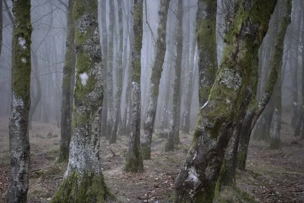 夕暮れ時に神秘的な霧の森 — ストック写真