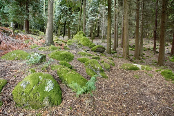 High Mountain Woods National Park Peneda Geres North Portugal Late — Stock Photo, Image