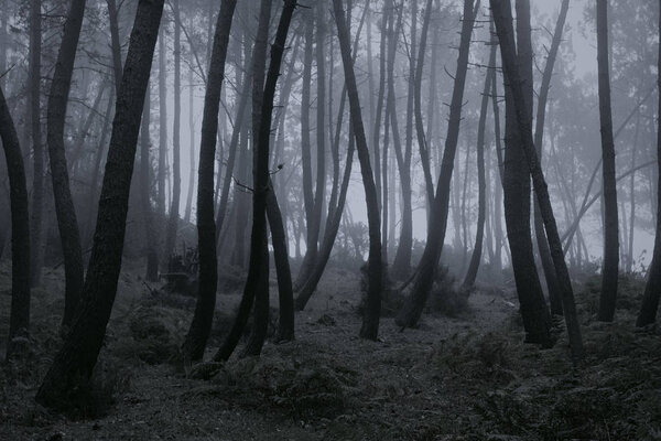 Mysterious foggy woods at dusk