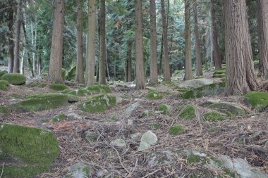 Ormanın derinliklerinde. Peneda Geres Milli Parkı, Portekiz kuzeyinde. Yaz sonu.