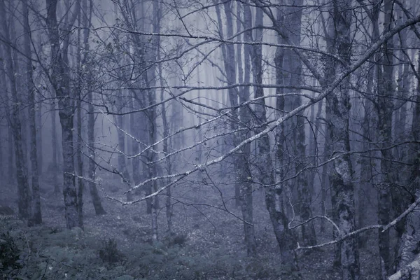 Misteriosos Bosques Niebla Atardecer Azul —  Fotos de Stock