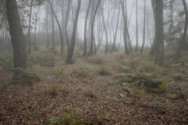 神秘的な山霧松林 — ストック写真