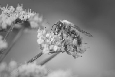 Makro vahşi beyaz çiçeklerden polen emme bir arı. Dönüştürülen siyah ve beyaz.