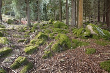 Yüksek dağ kayalar görmek yaz Portekiz kuzeyde içinde Milli Parkı, Peneda-Geres ormanda yosun kaplı.