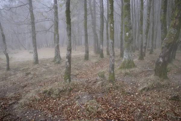 神秘的雾树林在黄昏 — 图库照片