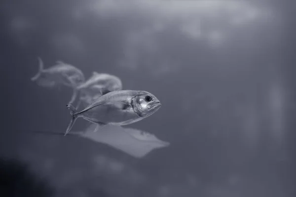 Peixes Xareu Passar Preto Branco Convertido Azul Tonificado — Fotografia de Stock