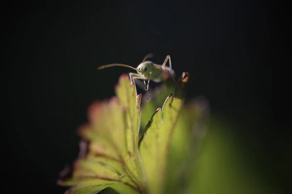 Kleiner Käfer Einem Nordportugiesischen Wiesenmakro Flacher Dof — Stockfoto