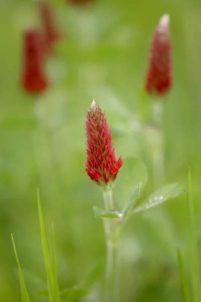 Wild Red Flower Northern Portuguese Meadow — Stock Photo, Image