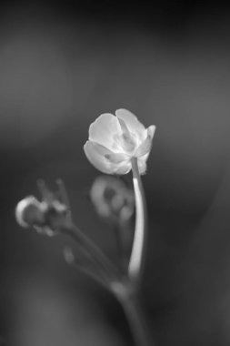 Sığ Dof vahşi küçük çiçek. Dönüştürülen siyah ve beyaz.