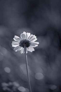 Siyah ve beyaz kır çiçeği makro. Sığ Dof. Tonda mavi.