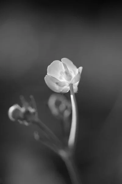 Dof Rasa Pequena Flor Selvagem Preto Branco Convertido — Fotografia de Stock