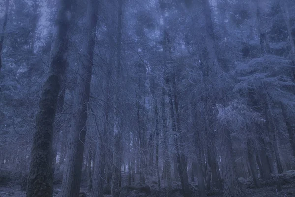 Misteriosa Floresta Nebulosa Entardecer — Fotografia de Stock