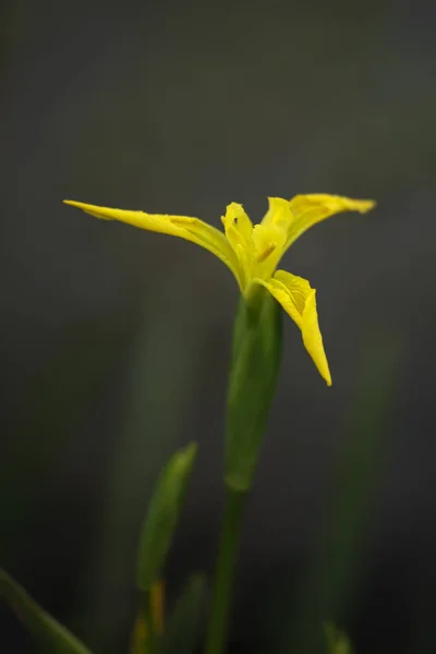 Orilla Del Río Lima Norte Portugal Seeig Lila Amarilla Dof — Foto de Stock