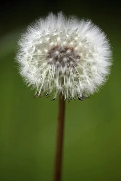 Macro Beautiful Dandelion Spring — Stock Photo, Image