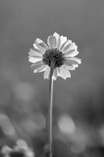 Macro Flor Silvestre Blanco Negro Dof Poco Profundo —  Fotos de Stock