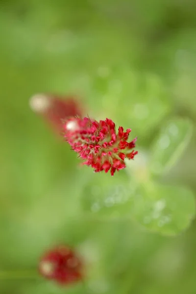 Floare Roșie Sălbatică Într Pajiște Portugheză Nordică Dof Superficial — Fotografie, imagine de stoc