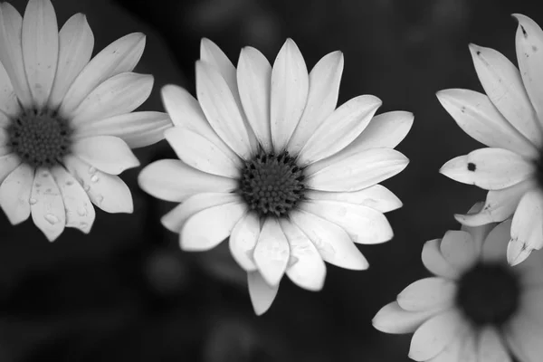 Black White Flowers Macro — Stock Photo, Image