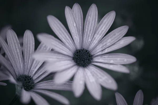 Black White Flowers Macro Toned Image — Stock Photo, Image