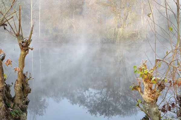 Wald Nebeligen Fluss Morgengrauen Ave River Nördlich Von Portugal — Stockfoto