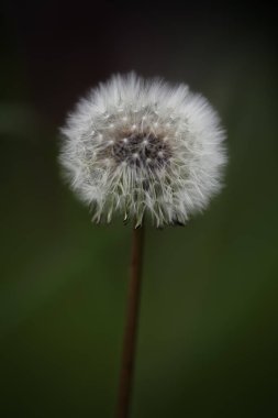 Bir karahindiba Avrupa bir çayır içinde makro.