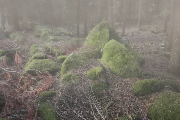 Rochas Profundas Floresta Nebulosa Cobertas Com Musgo Início Manhã — Fotografia de Stock