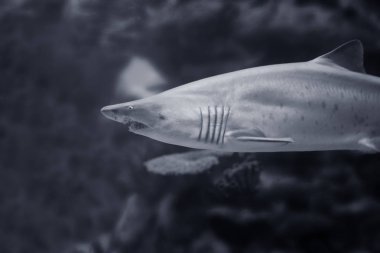 Büyük okyanus köpekbalığı tarafından geçen. Tonda mavi.