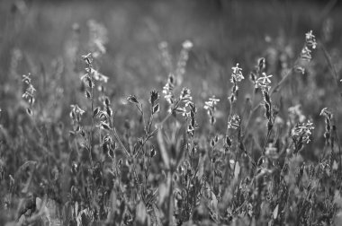 Bahar Portekizce doğal çayır