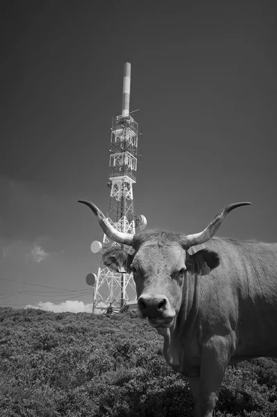 Vaca Alta Montaña Cerca Una Torre Comunicación Que Muestra Platos —  Fotos de Stock