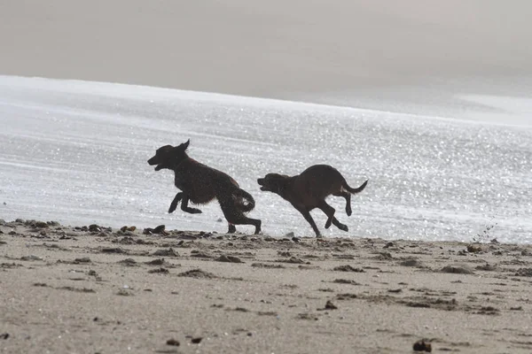 Perros Felices Corriendo Por Playa Retroiluminado Suave —  Fotos de Stock
