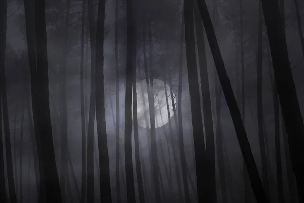 Bosque Niebla Oscura Aterradora Una Noche Luna Llena —  Fotos de Stock